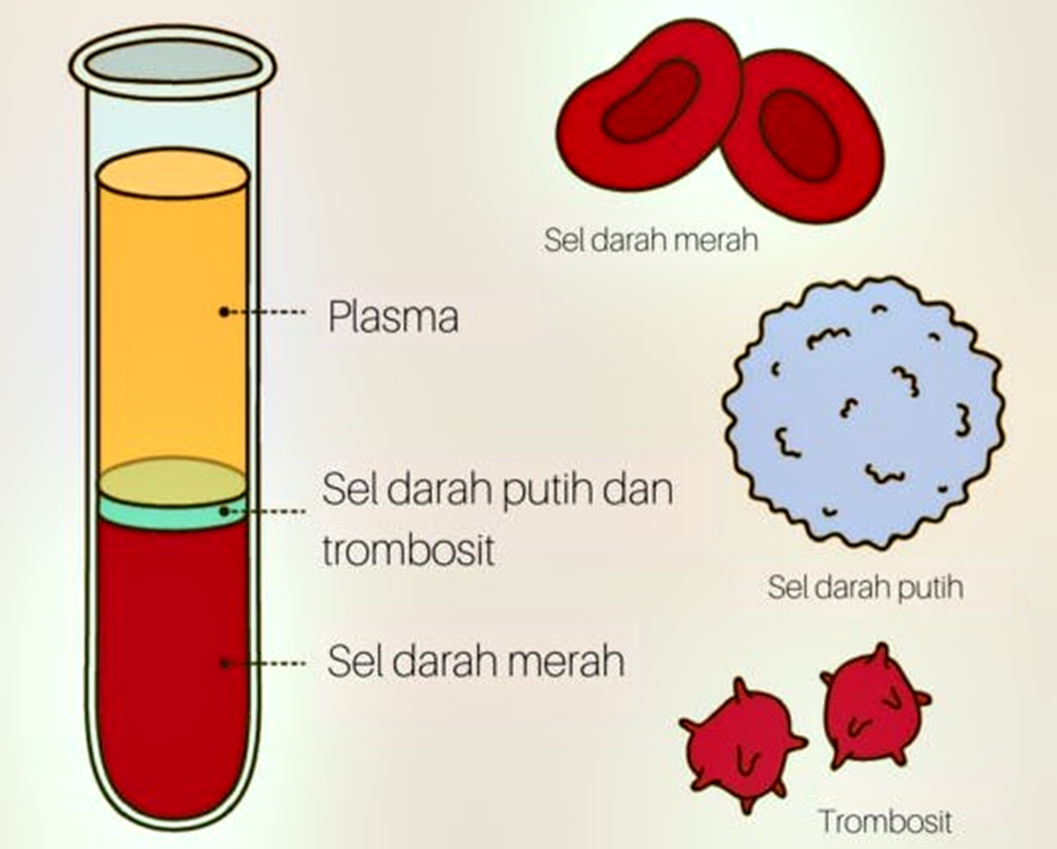 Bagian-bagian darah dan fungsinya. 