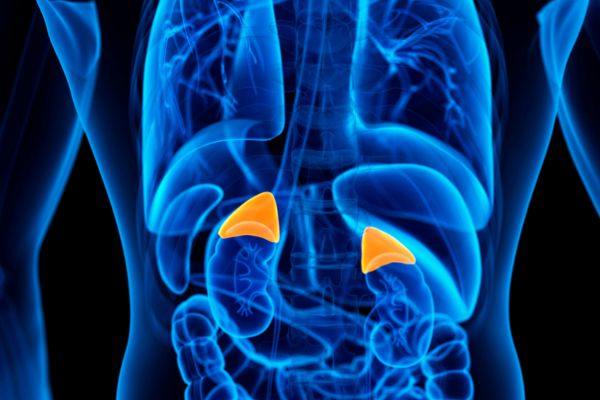 Kelenjar adrenal