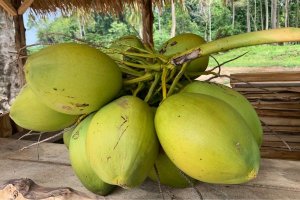 KELAPA MUDA