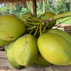 Fakta Ilmiah di Balik Khasiat Kelapa Muda untuk Pencernaan