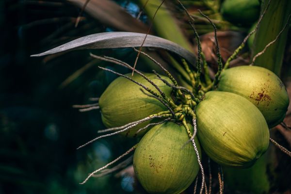 kelapa muda