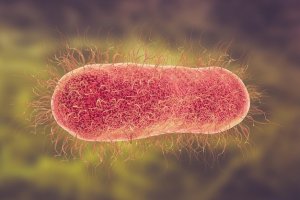 Ilustrasi Salmonella Typhi