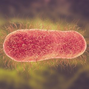 Mengenal apa Itu Salmonella Typhi Hingga Pencegahannya