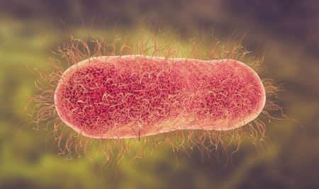 Mengenal apa Itu Salmonella Typhi Hingga Pencegahannya