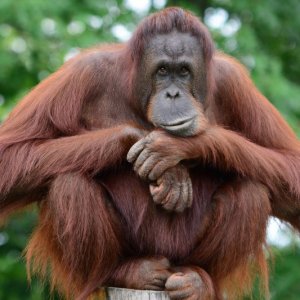 Upaya Konservasi Orang Utan Kalimantan di Era Modern