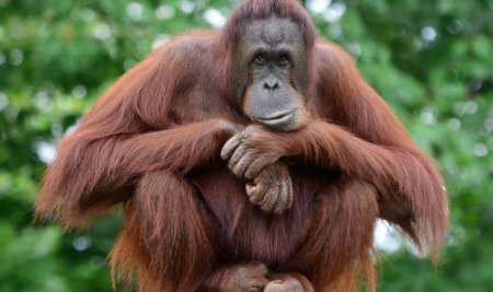 Upaya Konservasi Orang Utan Kalimantan di Era Modern