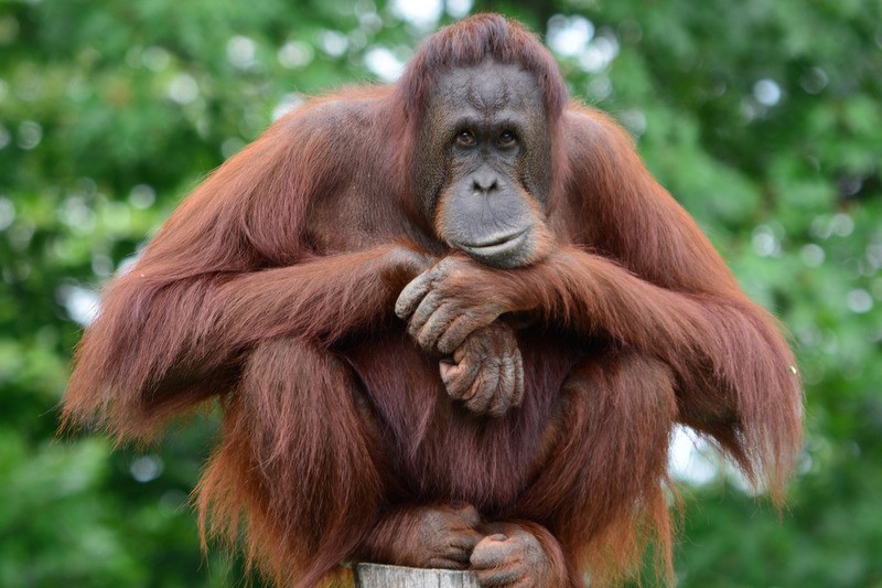 Orang Utan Kalimantan