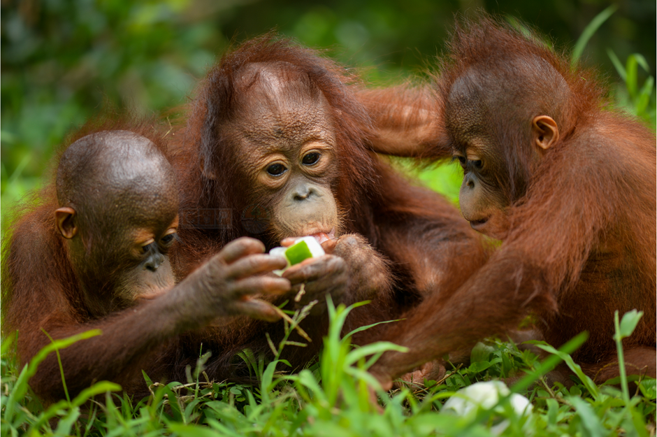 Orang Utan Kalimantan (https://bksdakaltim.menlhk.go.id/)