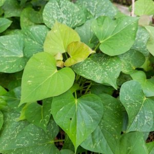 Mengenal Daun Ubi Jalar dan Manfaatnya untuk Kesehatan