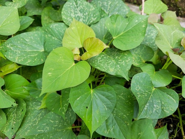 Daun ubi jalar