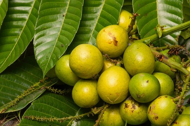 Ada banyak manfaat buah Matoa dari Papua