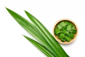 Ilustrasi daun pandan.