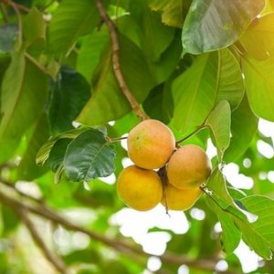 Buah Kecapi dan Manfaat Rahasia untuk Kesehatan