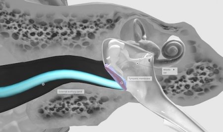 Gendang Telinga: Tanda Kerusakan yang Sering Diabaikan