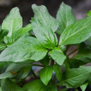 Daun Selasih: Khasiat untuk Pencernaan dan Detoks