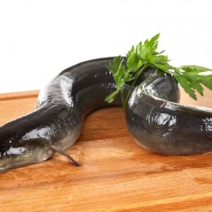 Ikan Sidat: Kandungan Nutrisi dan Manfaat Kesehatan