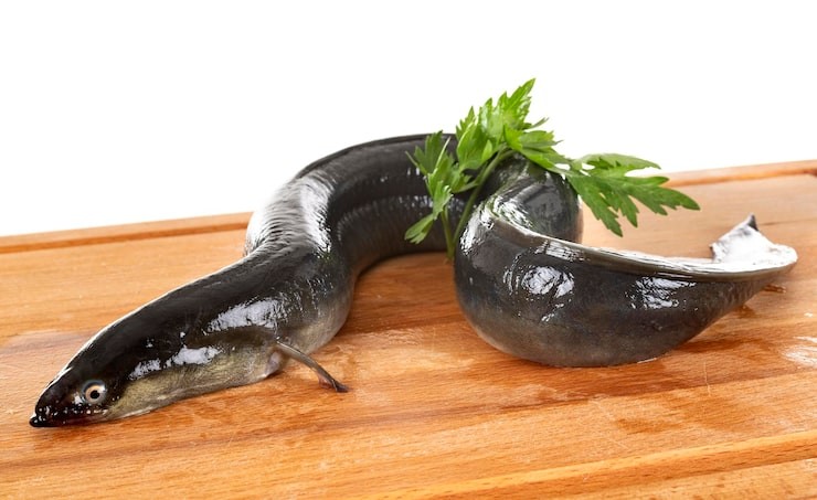 Ilustrasi ikan sidat.