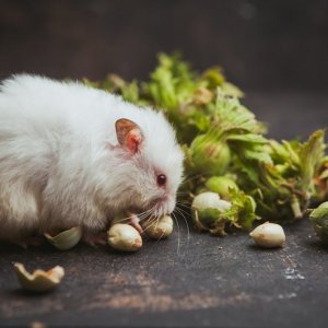 Leptospirosis Penyakit Apa? Kenali Gejala dan Pencegahannya!