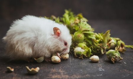 Leptospirosis Penyakit Apa? Kenali Gejala dan Pencegahannya!