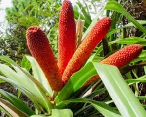 Manfaat Buah Merah untuk Kesehatan