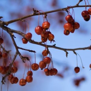 Buah Kersen dan Manfaatnya untuk Tubuh