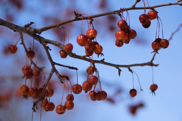 Ilustrasi buah Kersen.