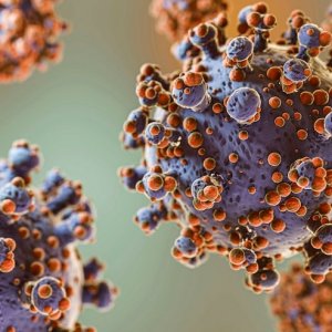Apa Itu Virus Hanta?