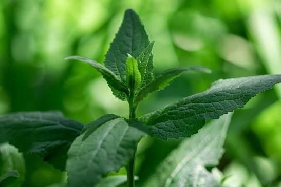 Daun tanaman Stevia rebaudiana adalah asal dari gula stevia.