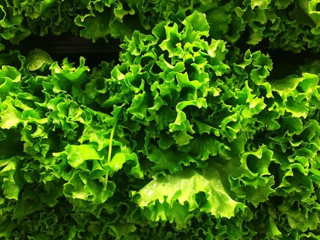 Sayuran adalah salah satu bahan makanan terbaik yang mengandung air.